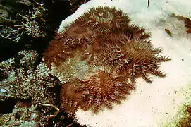 Groupe d'Acanthaster planci dévorant un Acropora tabulaire en Australie. Cette étoile de mer venimeuse est un des principaux prédateurs du corail.