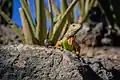 Iguane vert (iguana iguana)