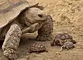 Tortue géante de CROCOPARC Agadir (Centrochelys sulcata)