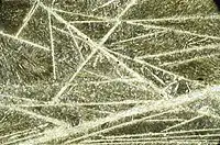 Texture spinifex d'une komatiite au microscope.