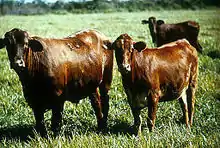 Photo couleur de trois vaches rouges sans corne, au pelage luisant dans une prairie verte.
