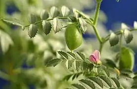 Fleur et fruit (détail).