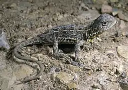 Description de l'image CSIRO ScienceImage 6859 Grassland Earless Dragon.jpg.