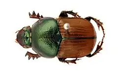 Description de l'image CSIRO ScienceImage 717 Bronze dung beetle Onitis alexis.jpg.