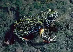 Description de l'image CSIRO ScienceImage 7816 Southern Toadlet.jpg.