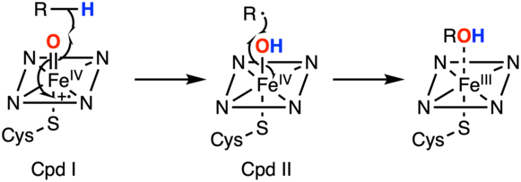 Mécanisme du cytochrome P450 pour l'oxydation de groupes aliphatiques.