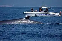 Des touristes photographient un rorqual nageant en surface à proximité immédiate de leur bateau à moteur.