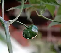 Variété brésilienne de Capsicum baccatum (Aji Brazilian Red Pumpkin).