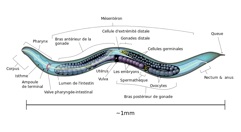 L'anatomie interne