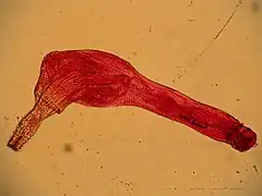Corynosoma wegeneri (Acanthocephala)