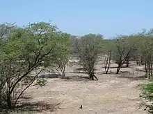 Paysage désertique hormis quelques arbres