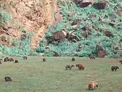 Enclos des ours bruns