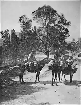 Chevaux Serrano en 1918