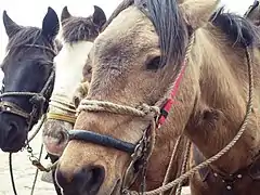 Epi divergent, en haut de la gouttière jugulaire gauche.