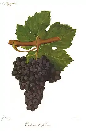 Grappe et feuille de cabernet franc.