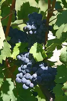 La photographie couleur montre trois grappes de cabernet franc mûres. Couvertes de pruine, elles ont une couleur bleutée intense. Le jeu d'ombre à travers le feuillage accentue l'impression d'intensité colorante.