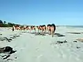 Caravane de chameaux sur la plage.