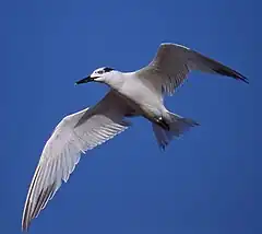 Description de l'image Cabot's Tern in Flight.jpg.