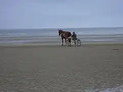 Entraînement matinal d'un trotteur sur la plage de Cabourg.