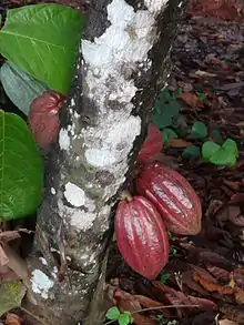 le fruit du cacao