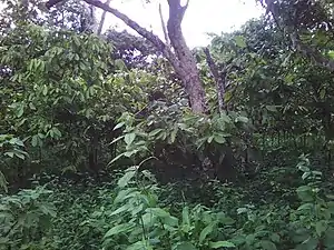 Une cacaoyère en saison de pluies.