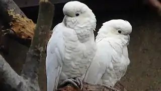 Couple à la Ménagerie du jardin des plantes