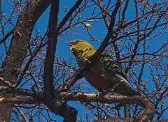 Conure magellanique (Enicognathus ferrugineus).