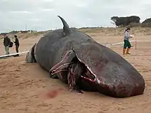 Un cachalot mort, la gueule béante et sanguinolente. Un périmètre de sécurité a été établi autour du cadavre.