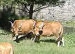 Photo couleur de deux vaches à la robe blonde. Elle ont un mufle noir cerclé de blanc, les yeux cerclés aussi de blanc et des cornes longues tournées d'abord vers l'avant, puis vers l'extérieur. La petite taille vient des pattes courtes.