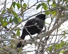 Cassique solitaire (Cacicus solitarius)