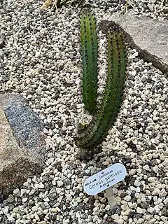 Description de l'image Cactaceae Cereus aethiops 1.jpg.