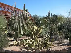 Image illustrative de l’article Jardin botanique du désert