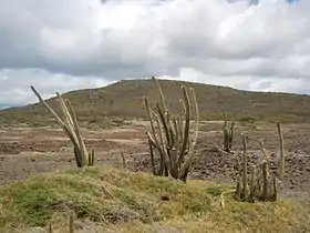 Cactus-cierges Pilosocereus royenii