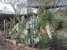 Vue de nombreux cactus et de la flore du comté.