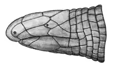 Description de l'image Cadea palirostrata, head, lateral.jpg.