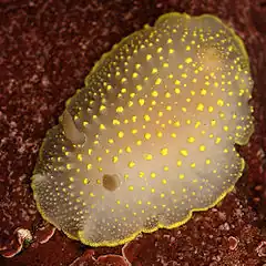 Cadlina luteomarginata, un Cadlinidae.