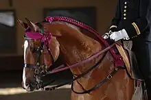 Photo de la tête d'un cheval bai équipé d'une bride complète en cuir noir et violet.