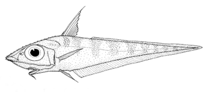 Coelorinchus bollonsi