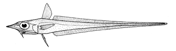 Coelorinchus innotabilis