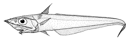 Coelorinchus kermadecus