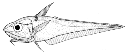 Coelorinchus matamua