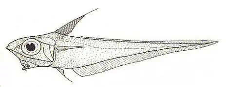 Coelorinchus oliverianus