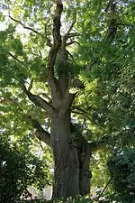 Le sophora japonica.