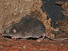 Musaraigne-marsupiale à ventre grisCaenolestes caniventerCaenolestidae