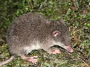 Opossum-musaraigne (Caenolestes sangay, Paucituberculata)