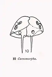 Caenomorpha sp.(d'après Kahl))