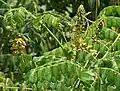 Guilandina bonduc fleurit dans le sanctuaire de faune de Krishna, Andhra Pradesh, Inde.