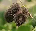 Fruit de Guilandina bonduc dans le sanctuaire de faune de Krishna, Andhra Pradesh, Inde.