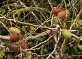 Fruit de Guilandina bonduc dans le sanctuaire de faune de Krishna, Andhra Pradesh, Inde.