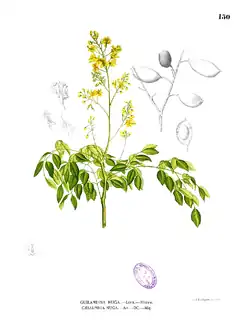 Description de l'image Caesalpinia crista Blanco1.150.png.